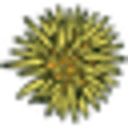 Super Speciosa